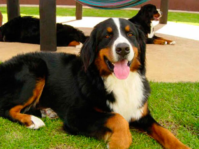 Cão de guarda