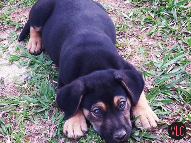 Cuidados para ter um cachorro