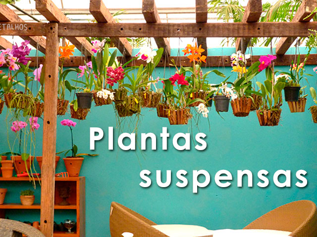 ideias de plantas suspensas