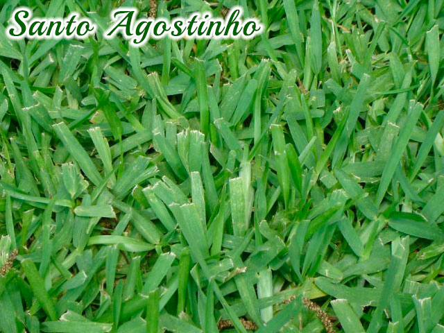 Grama Santo Agostinho