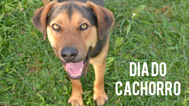 dia-do-cachorro-bitcao