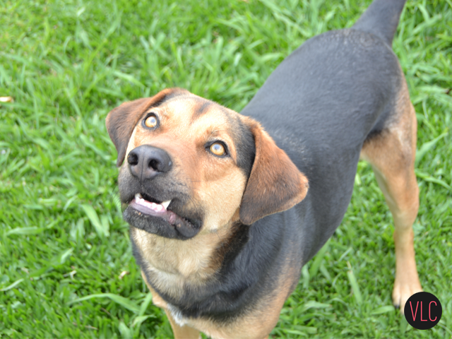 dia-do-cachorro-bitcao